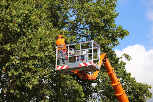 Professional  Tree Services in Kentwood, LA